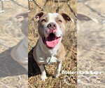Small #3 American Pit Bull Terrier