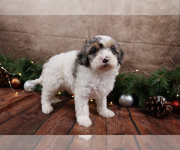 Medium Photo #3 Cavapoo (Toy) Puppy For Sale in WEST SALEM, OH, USA