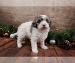 Small #2 Cavapoo (Toy)