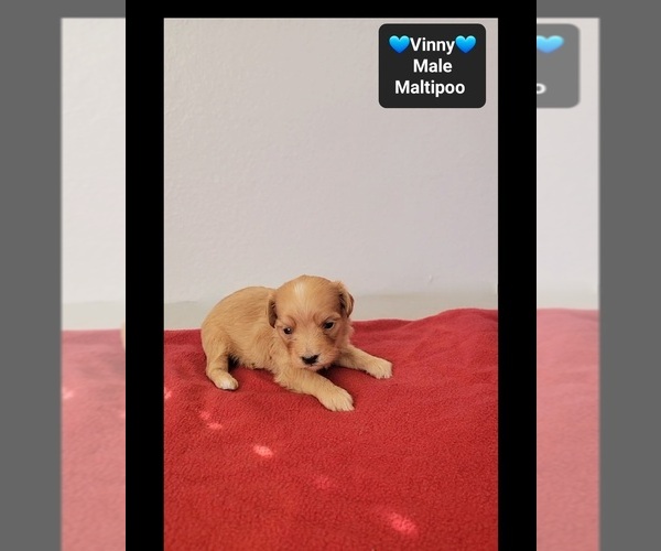 Medium Photo #3 Maltipoo (Toy) Puppy For Sale in TUCSON, AZ, USA
