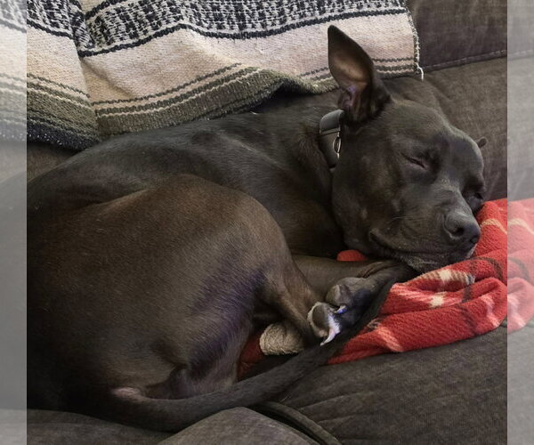Medium Photo #2 Mutt Puppy For Sale in Woodbury, NY, USA