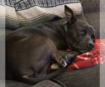 Small #1 Mutt