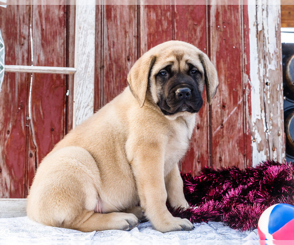 Medium Photo #3 Mastiff Puppy For Sale in WAKARUSA, IN, USA