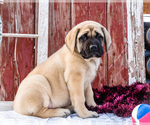 Small Photo #3 Mastiff Puppy For Sale in WAKARUSA, IN, USA