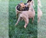 Small #4 American Staffordshire Terrier Mix