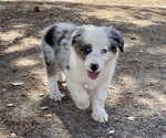 Small #1 Australian Shepherd