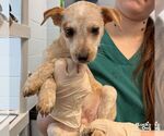 Gore - Female Beagle-Unknown Mix Dog for Adoption - Small photo