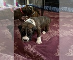 Small Boxer