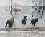 Small Photo #5 Australian Cattle Dog-Vizsla Mix Puppy For Sale in PHOENIX, AZ, USA