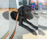 Small #1 Great Dane-Labrador Retriever Mix