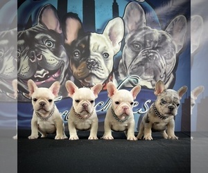 French Bulldog Puppy for sale in CLEVELAND, OH, USA