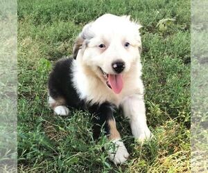 Australian Shepherd Puppy for sale in HAVEN, KS, USA