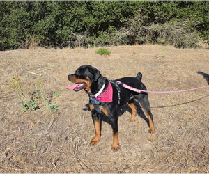 Millie - Female Rottweiler Dog for Adoption - Photo #2