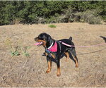 Small Photo #2 Rottweiler Puppy For Sale in Salinas, CA, USA