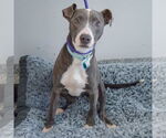 Small #2 American Staffordshire Terrier-Greyhound Mix