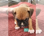 Puppy Tjarks ML1 Boxer