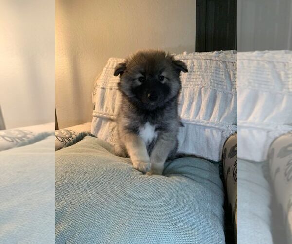 Medium Photo #7 Pomsky Puppy For Sale in OAK HARBOR, WA, USA