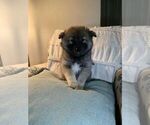 Small Photo #7 Pomsky Puppy For Sale in OAK HARBOR, WA, USA