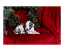 Small Photo #33 Australian Cattle Dog-Catahoula Leopard Dog Mix Puppy For Sale in WELLMAN, IA, USA