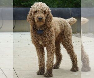 Father of the Goldendoodle-Poodle (Standard) Mix puppies born on 07/15/2021
