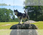 Small Photo #10 Siberian Husky Puppy For Sale in CENTERVILLE, NC, USA