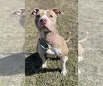 Small #1 American Pit Bull Terrier Mix