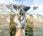 Small Photo #15 French Bulldog Puppy For Sale in ANDERSONVILLE, TN, USA