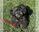 Small #6 Maltese-Poodle (Toy) Mix