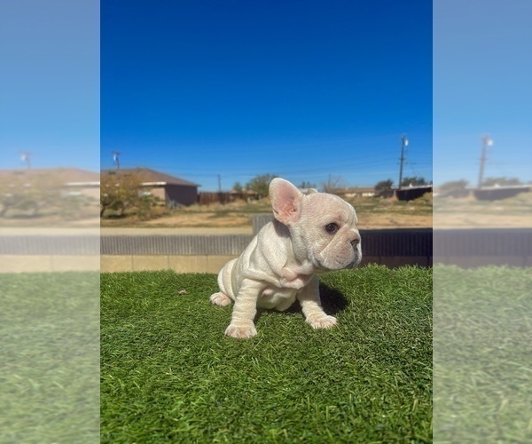 Medium Photo #12 French Bulldog Puppy For Sale in SALT LAKE CITY, UT, USA