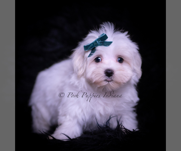 Medium Photo #3 Maltese Puppy For Sale in WARSAW, IN, USA