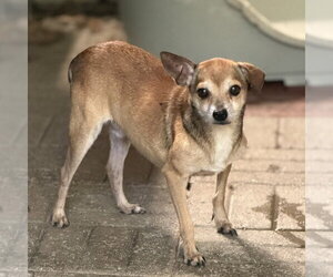 Nelly - Male Chihuahua Dog for Adoption - Photo #2