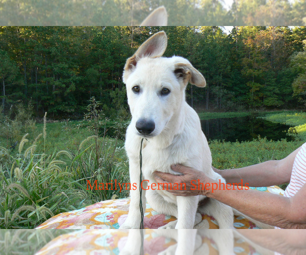Medium Photo #2 German Shepherd Dog Puppy For Sale in PIEDMONT, MO, USA