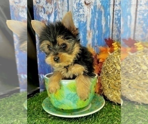 Yorkshire Terrier Puppy for Sale in CASSVILLE, Missouri USA