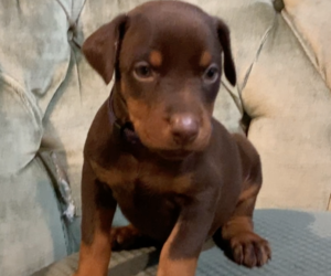 Doberman Pinscher Puppy for sale in BRISTOL, CT, USA