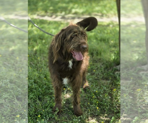 Medium Photo #6 Labradoodle Puppy For Sale in Wakefield, RI, USA