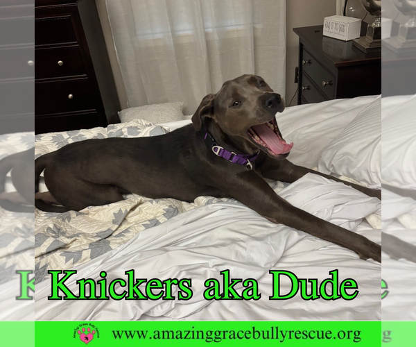 Medium Photo #4 Labrador Retriever-Unknown Mix Puppy For Sale in Pensacola, FL, USA