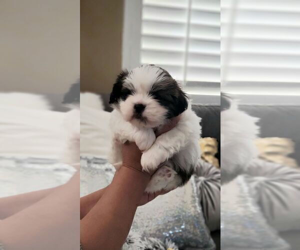 Medium Photo #1 Shih Tzu Puppy For Sale in MISSION VIEJO, CA, USA