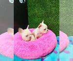 Small Photo #16 French Bulldog Puppy For Sale in SEATTLE, WA, USA