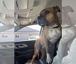 Small #9 Boxer-German Shepherd Dog Mix