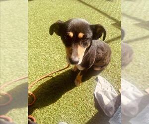 Dachshund-Unknown Mix Dogs for adoption in Woodland, CA, USA