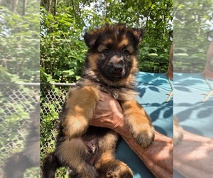 German Shepherd Dog Puppy for Sale in WATERBURY, Connecticut USA