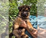 Small German Shepherd Dog