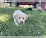 Small #1 Labrador Retriever