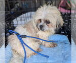 Small #3 Shih Tzu