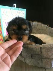 Australian Yorkshire Terrier Puppy for sale in WICHITA FALLS, TX, USA