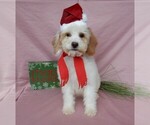 Small Photo #4 Goldendoodle (Miniature) Puppy For Sale in MILLERSBURG, OH, USA