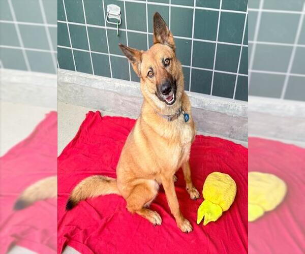 Medium Photo #2 German Shepherd Dog-Unknown Mix Puppy For Sale in Rancho Cucamonga, CA, USA