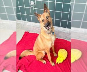 EVIE - Female German Shepherd Dog-Unknown Mix Dog for Adoption - Photo #2