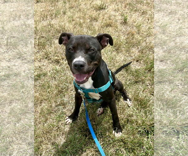 Medium Photo #13 American Pit Bull Terrier Puppy For Sale in Alexandria, VA, USA