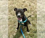 Small #12 American Pit Bull Terrier